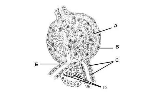 . Journal of comparative neurology . Fig. 11 Parasagittal section near  median surface of mandibular nerve, embryoof pig 17 mm. in length. E,  eustachian tube; Jug, jugular vein; Man, mandibu-lar nerve; Ot, otic  ganglion; *S, semilunar ganglion. Fig. 12